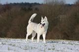 SIBERIAN HUSKY 428